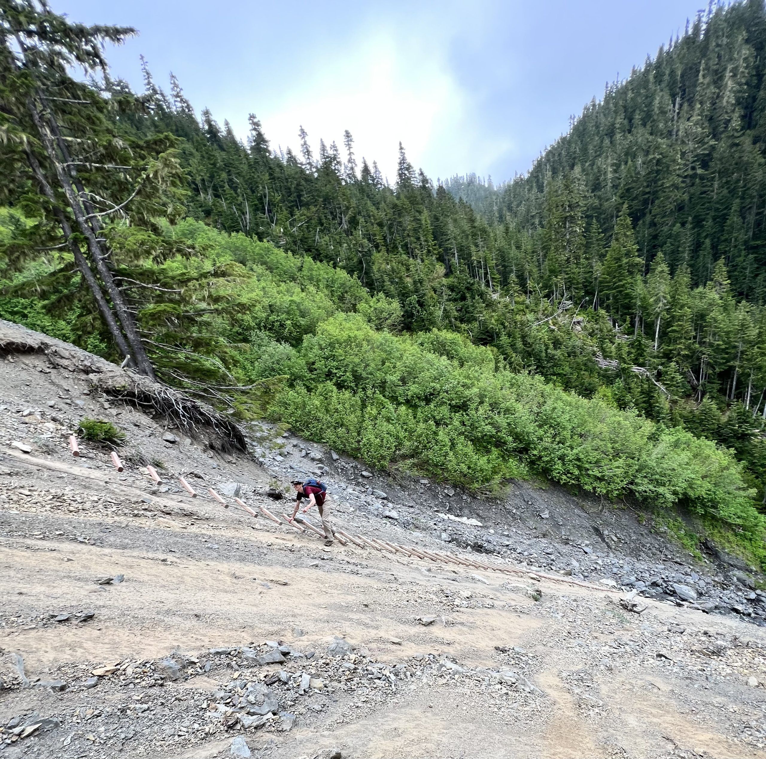 The hoh river clearance trail