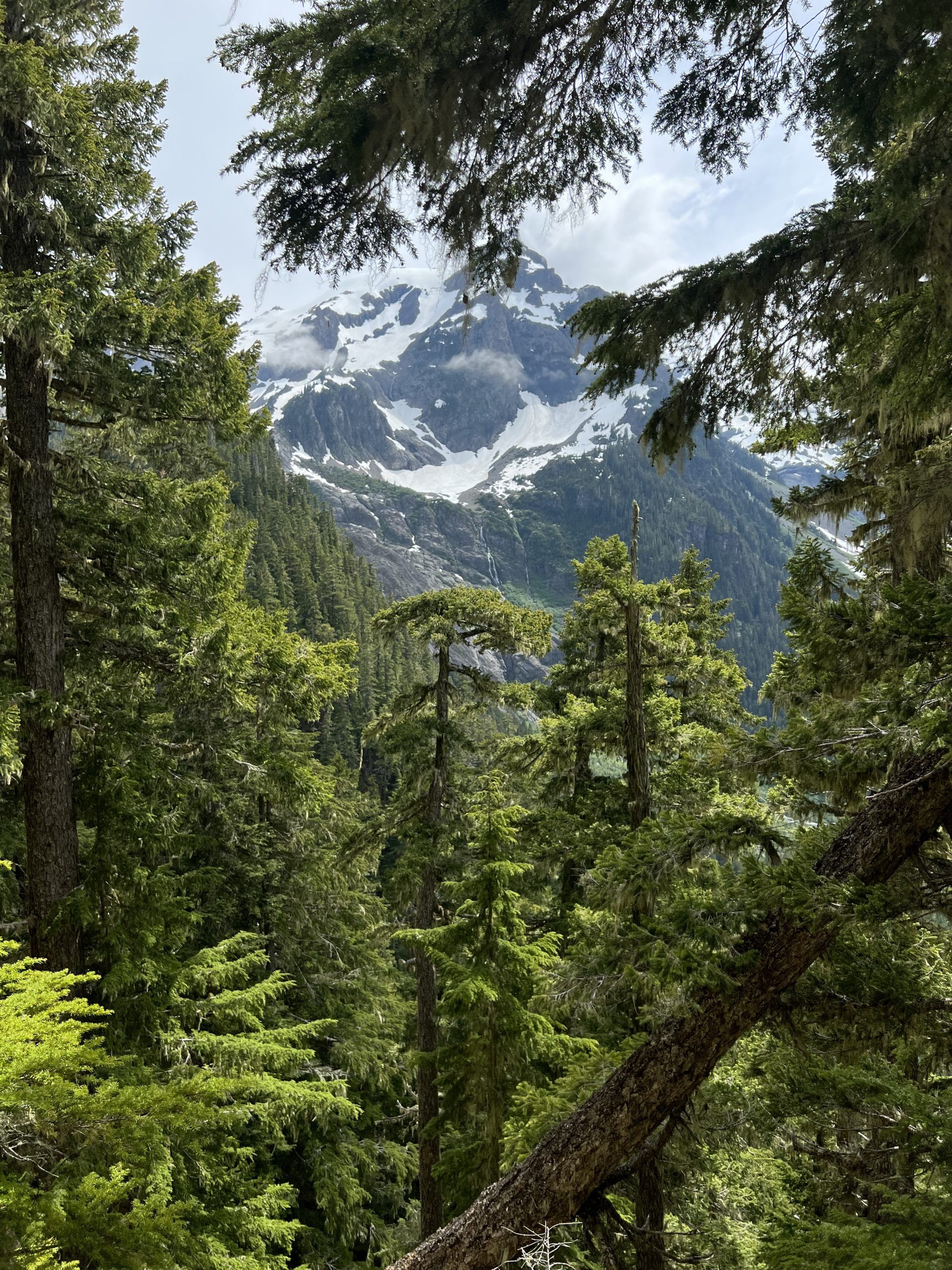 Hoh River Trail to Blue Glacier — Washington Trails Association